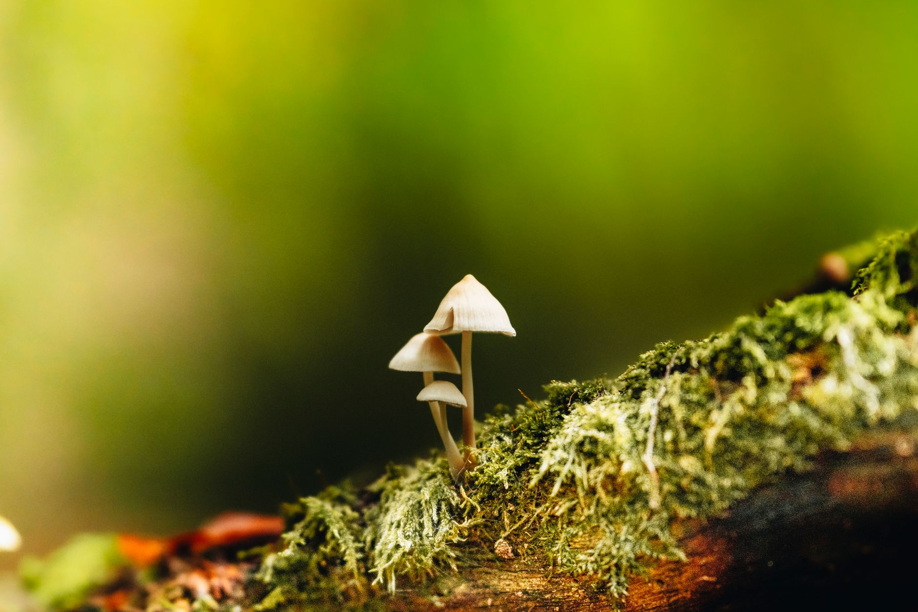 tiny mushrooms growing on moss